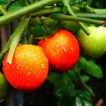 market-garden-tomato